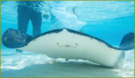 Stingray Photobomb: The Best Picture Ever?